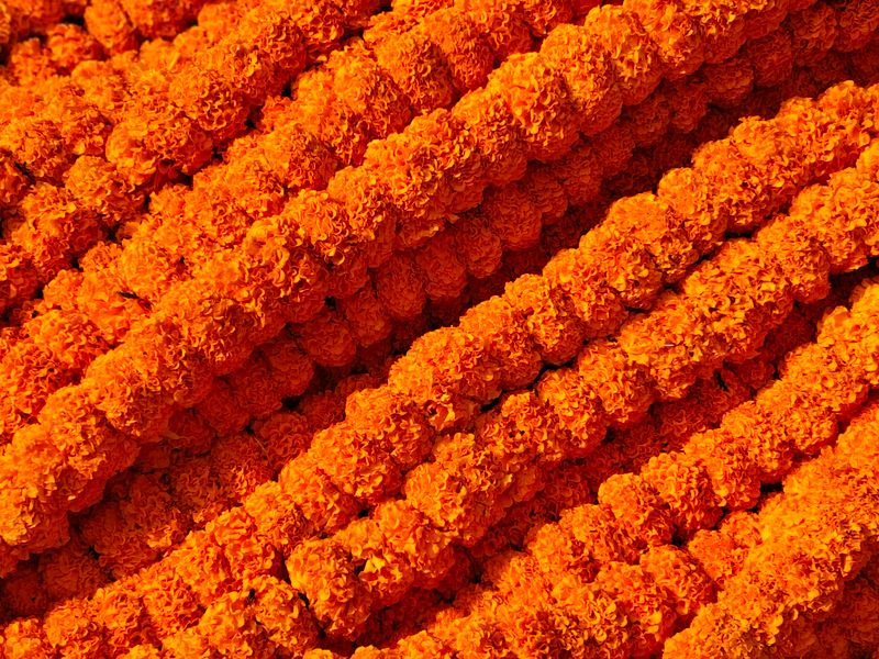 Dense orange marigold garlands in close-up